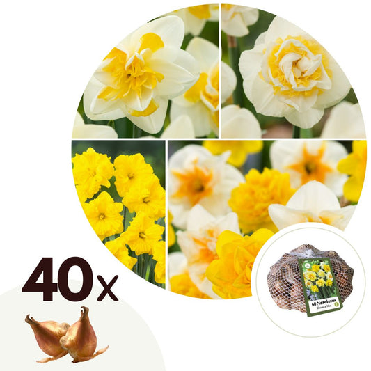 Daffodil bulbs - 40 pcs. - Narcissus 'Double Mix' - Flower Bulbs