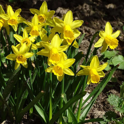 Daffodil bulbs - 50 pcs. - Narcissus 'Tête-à-Tête' - Flower Bulbs - Yellow