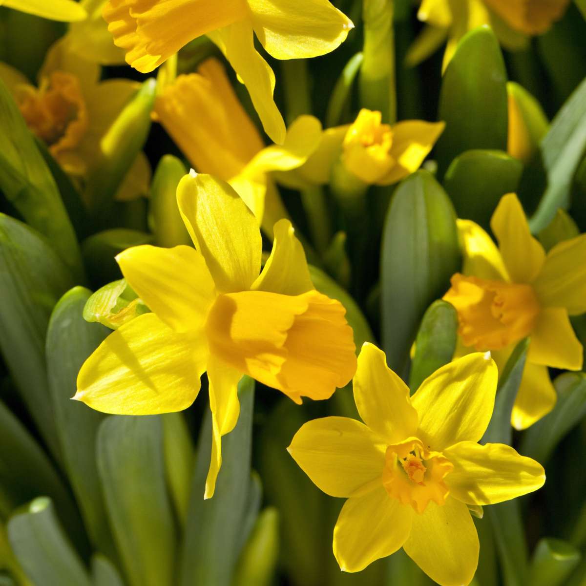 Daffodil bulbs - 50 pcs. - Narcissus 'Tête-à-Tête' - Flower Bulbs - Yellow