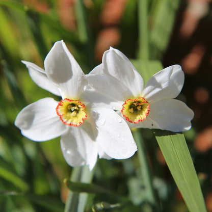 Daffodil bulbs - 30 pcs. - Narcissus 'Recurvus' - Flower Bulbs - White