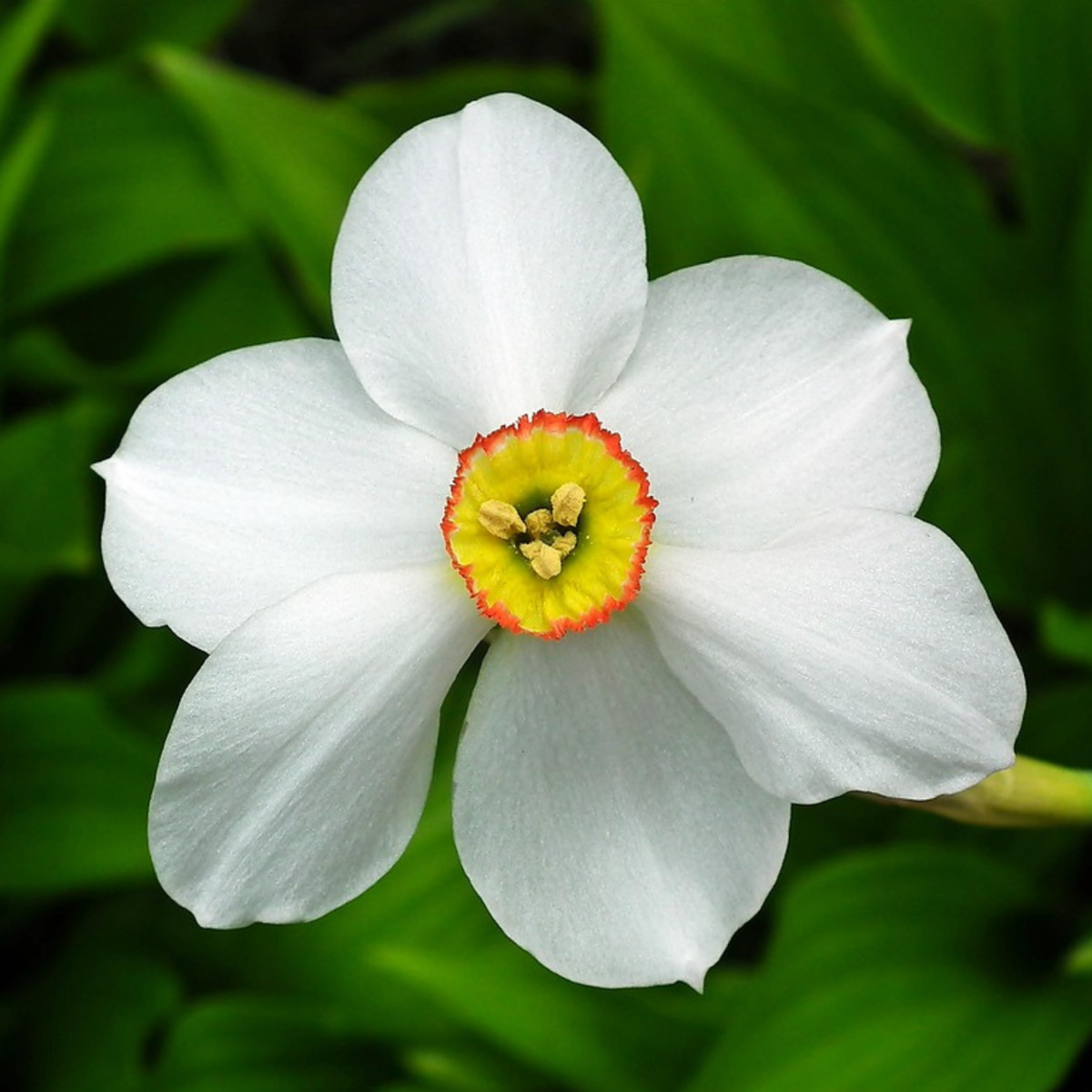Daffodil bulbs - 30 pcs. - Narcissus 'Recurvus' - Flower Bulbs - White