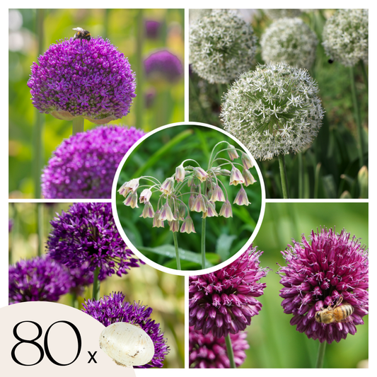 Ornamental onion - 80 pcs. - Allium - Flower Bulbs