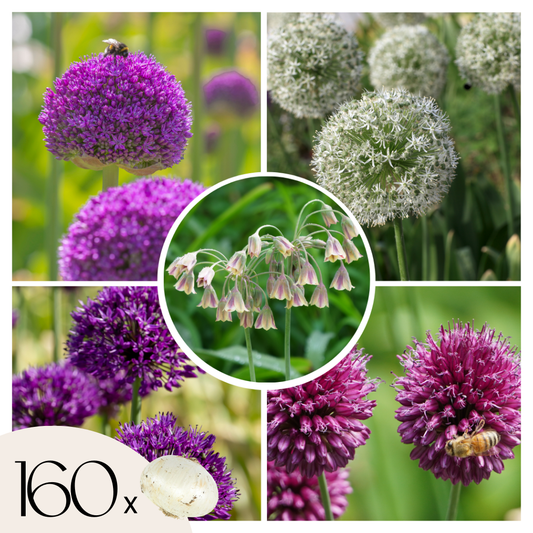Ornamental onion - 160 pcs. - Allium - Flower Bulbs