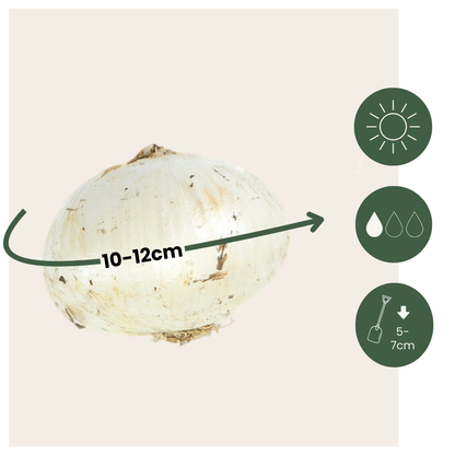 Mélange de bulbes Ail - Set de 160 - Allium - Bulbes à fleurs - TD Plantz