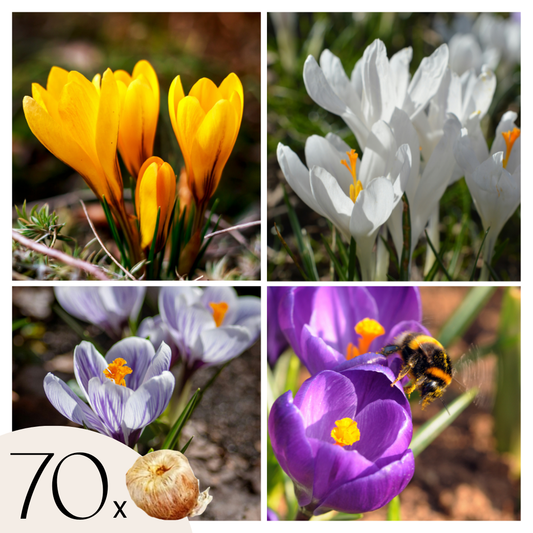 Bulbes de crocus - Lot de 70 - Fleurs printanières colorées pour jardin