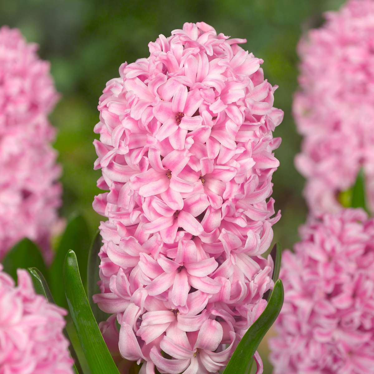 Jacinthe - Set de 20 - Hyacinthus - Bulbes à fleurs - TD Plantz
