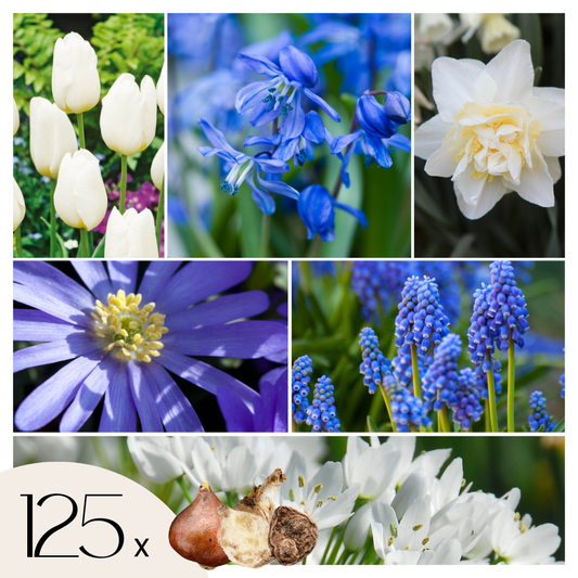 Bulb Garden NJ Blue - 125 pcs. - Flower Bulbs - Blue