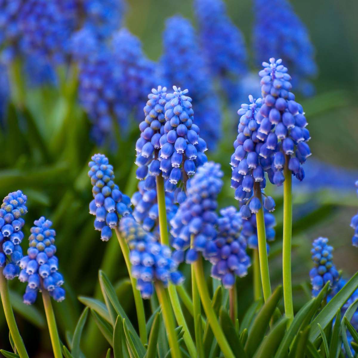 Bulb Garden NJ Blue - 250 pcs. - Flower Bulbs - Blue