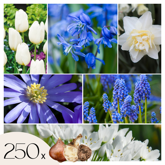Bulb Garden NJ Blue - 250 pcs. - Flower Bulbs - Blue