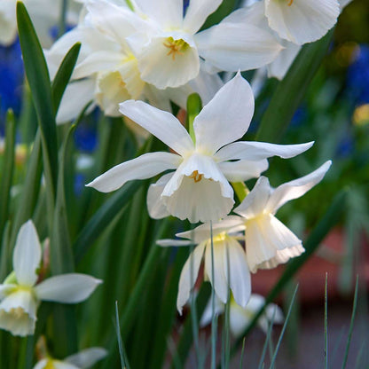 Mélange de bulbes pour le jardin - Set de 250 - Allium Narcissus Muscari, Tulipa