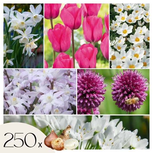 Bulb Garden NJ Pink - 250 pcs. - Flower Bulbs - Purple