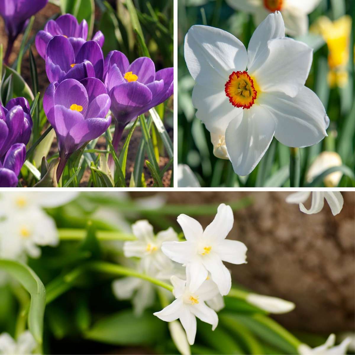 Coffret Jardin Ombragé - 50 bulbes pour ombre & mi-ombre