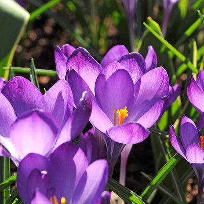 Coffret Jardin Ombragé - 50 bulbes pour ombre & mi-ombre