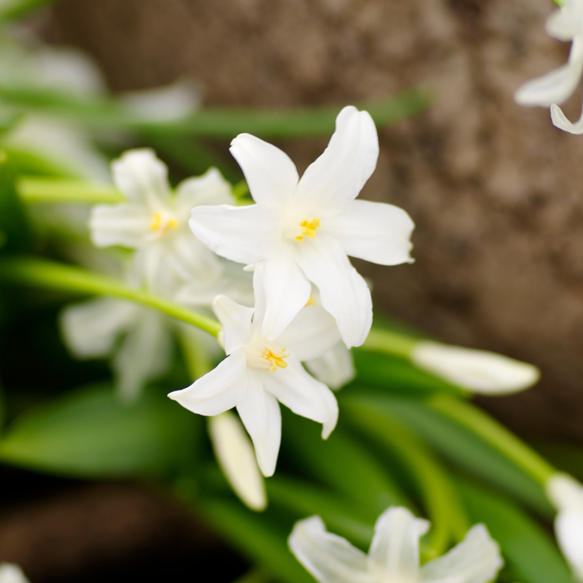 Coffret Jardin Ombragé - 50 bulbes pour ombre & mi-ombre