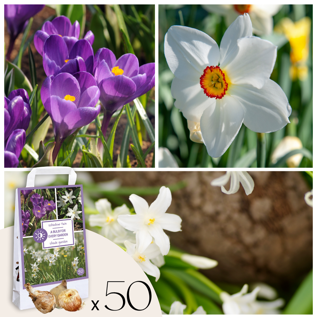 Coffret Jardin Ombragé - 50 bulbes pour ombre & mi-ombre