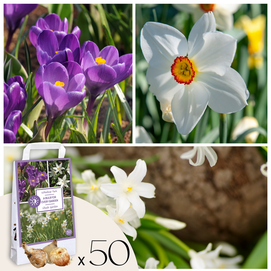 Shade Garden Box - 50 flower bulbs for shade & partial shade