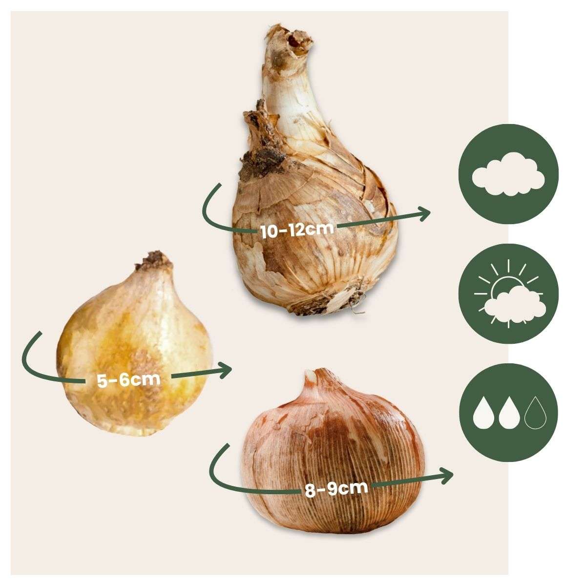 Coffret Jardin Ombragé - 50 bulbes pour ombre & mi-ombre