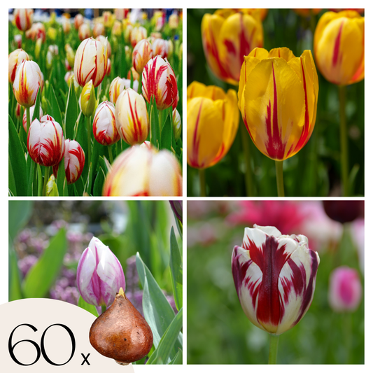 Tulip bulbs - 60 pcs. - Tulipa 'Flaming Beauty Mix' - Flower Bulbs