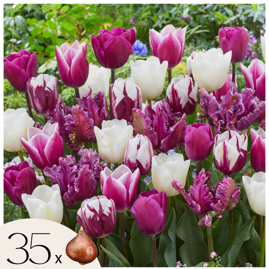Tulip bulbs - 35 pcs. - Tulipa 'Pastel' - Flower Bulbs