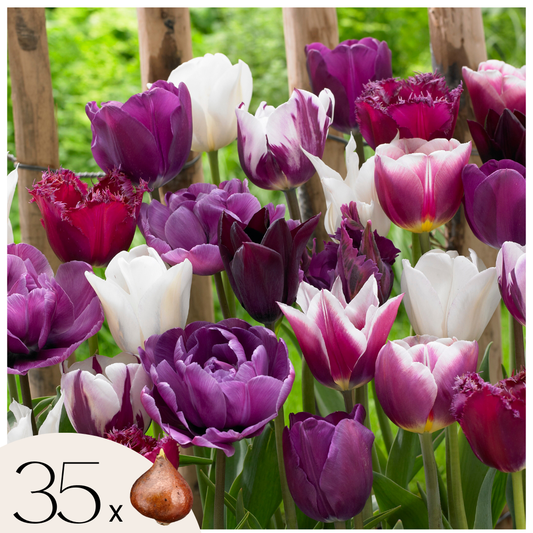 Tulip bulbs - 35 pcs. - Tulipa 'Blueberry' - Flower Bulbs - Purple
