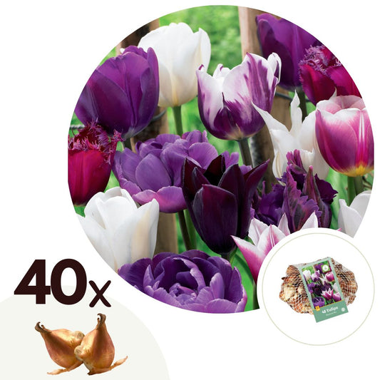 Tulip bulbs - 40 pcs. - Tulipa 'Blueberry' - Flower Bulbs - Purple