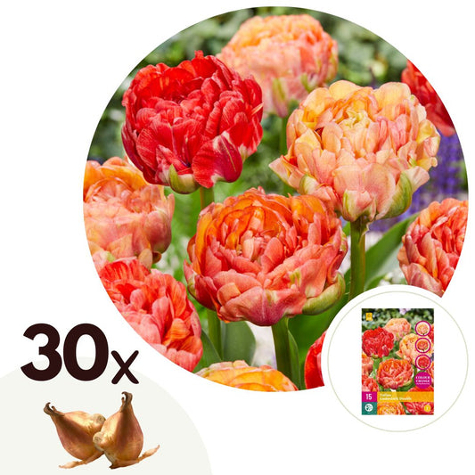 Tulip bulbs - 30 pcs. - Tulipa 'Gudoshnik Double' - Flower Bulbs - White