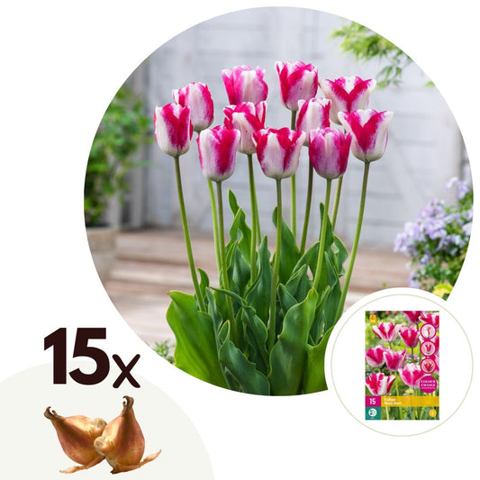Tulip bulbs - 15 pcs. - Tulipa 'Mata Hari' - Flower Bulbs - Pink