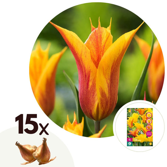 Tulip bulbs - 15 pcs. - Tulipa 'Vendee Globe' - Flower Bulbs - White
