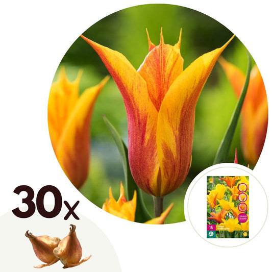 Tulip bulbs - 30 pcs. - Tulipa 'Vendee Globe' - Flower Bulbs - White