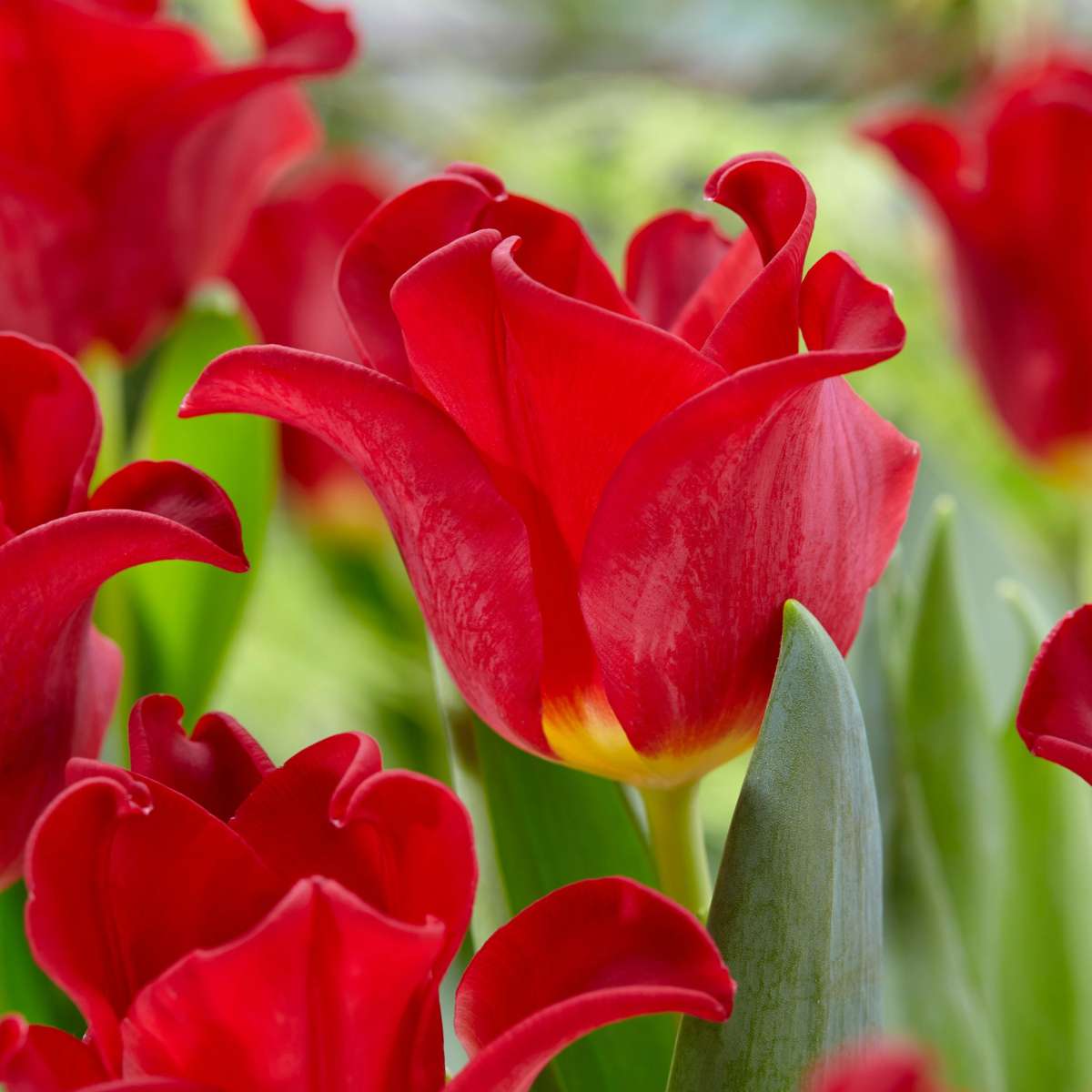 Bulbes de tulipes 'Red Dress' - Lot de 10 - Rouge foncé - Rustiques & vivaces