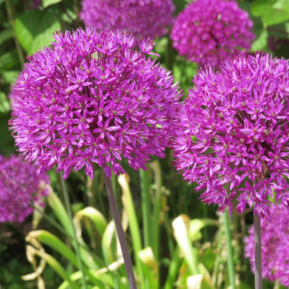 Ail - Set de 3 - Allium 'Millenium' - Bulbes à fleurs - Violet