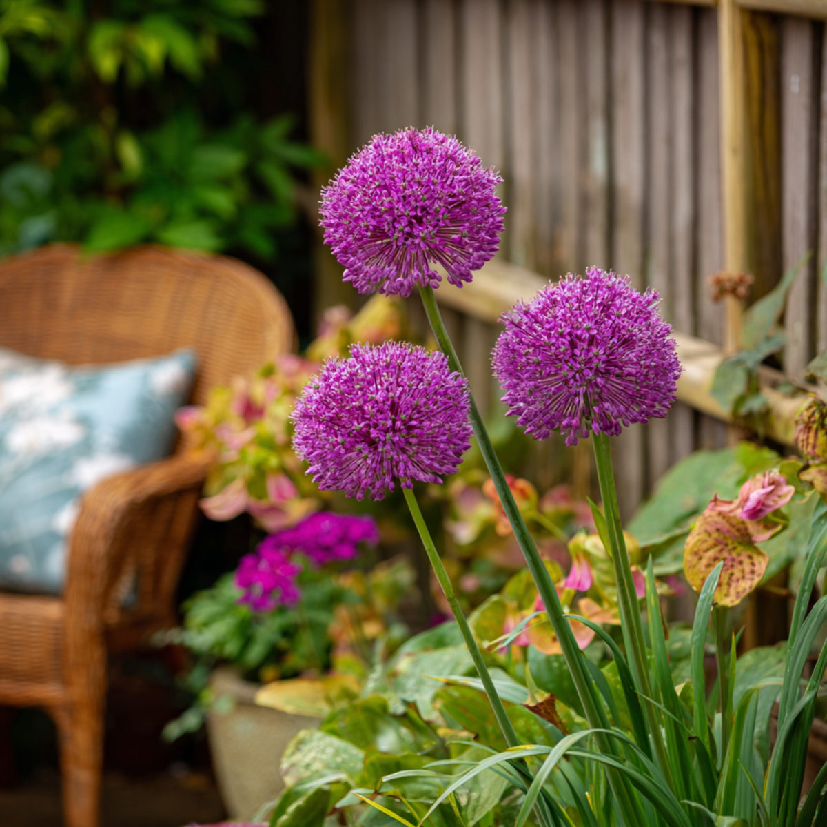 Ail - Set de 3 - Allium 'Millenium' - Bulbes à fleurs - Violet