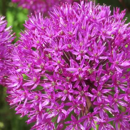 Ail - Set de 3 - Allium 'Millenium' - Bulbes à fleurs - Violet