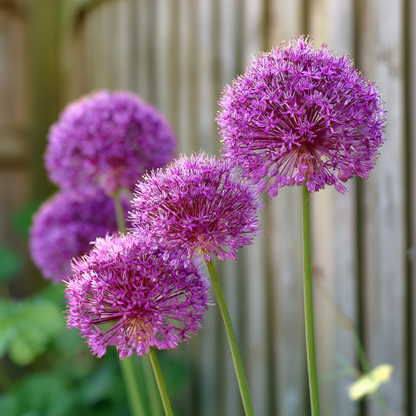 Ail - Set de 3 - Allium 'Millenium' - Bulbes à fleurs - Violet