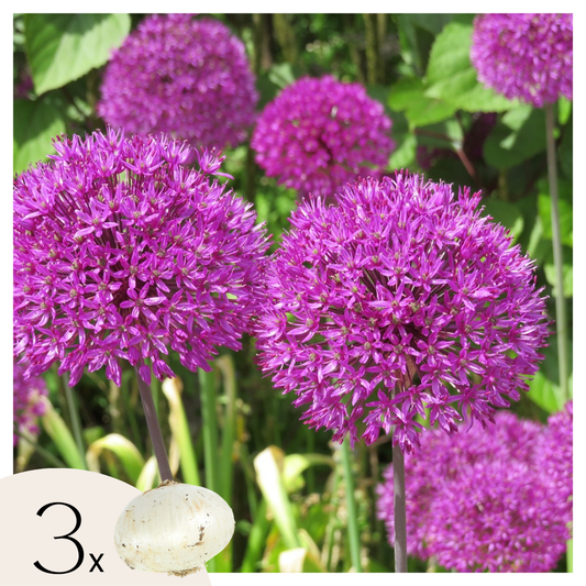 Ornamental onion - 3 pcs. - Allium 'Millenium' - Flower Bulbs - Purple