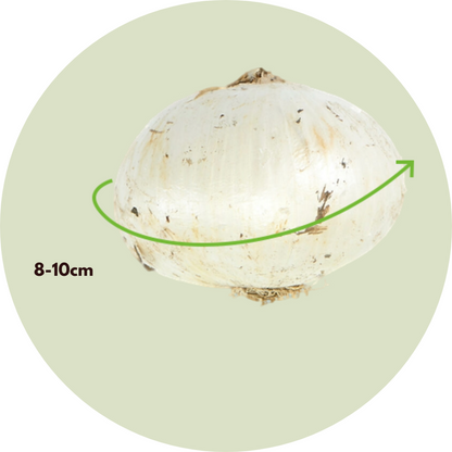 Ail - Set de 3 - Allium 'Millenium' - Bulbes à fleurs - Violet