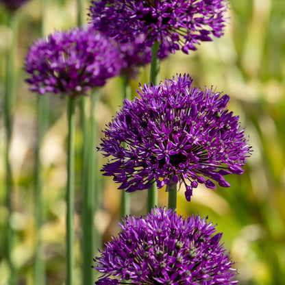 Ail - Set de 30 - Allium 'Purple Sensation' - Bulbes à fleurs - Violet