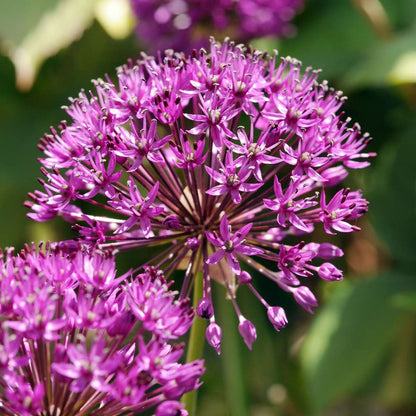 Ail - Set de 60 - Allium 'Purple Sensation' - Bulbes à fleurs - Violet - TD Plantz