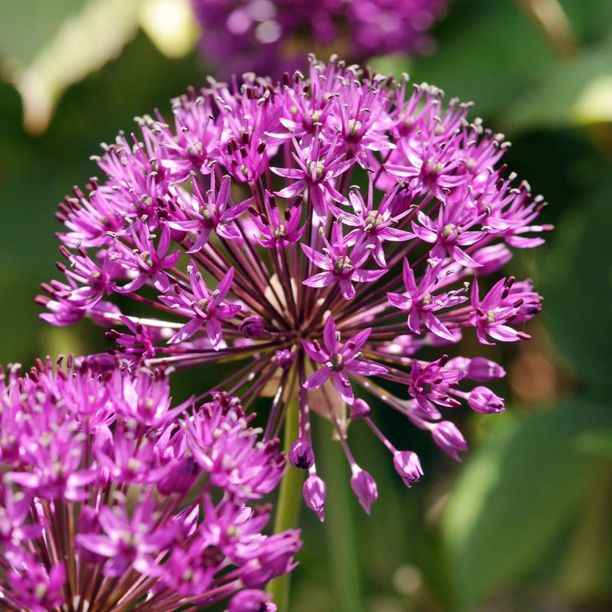 Ail - Set de 30 - Allium 'Purple Sensation' - Bulbes à fleurs - Violet