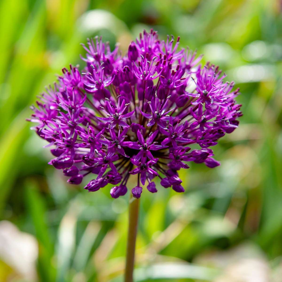 Ail - Set de 60 - Allium 'Purple Sensation' - Bulbes à fleurs - Violet - TD Plantz