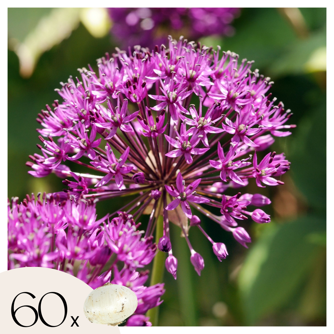 Ail - Set de 60 - Allium 'Purple Sensation' - Bulbes à fleurs - Violet - TD Plantz