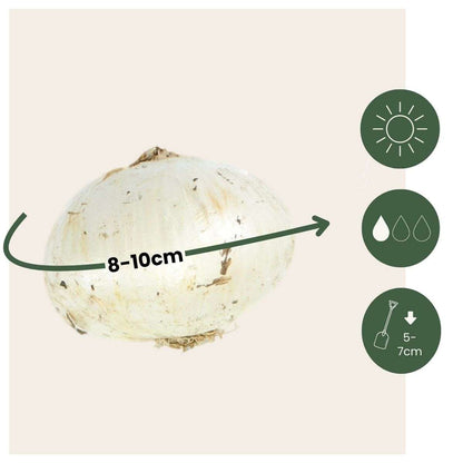 Ail - Set de 60 - Allium 'Purple Sensation' - Bulbes à fleurs - Violet - TD Plantz