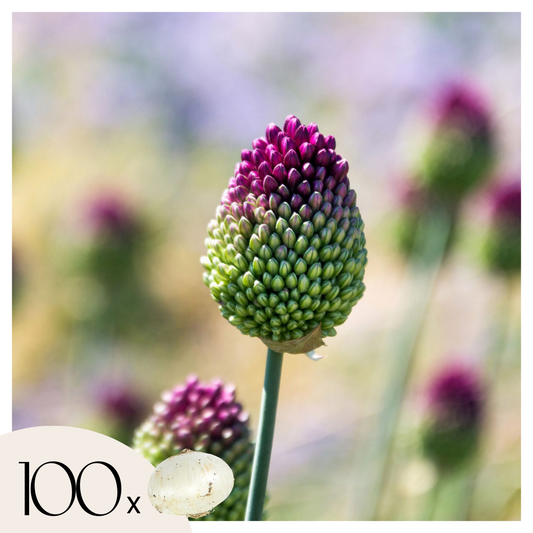 Ail - Set de 100 - Allium 'Sphaerocephalon' - Bulbes à fleurs - Violet