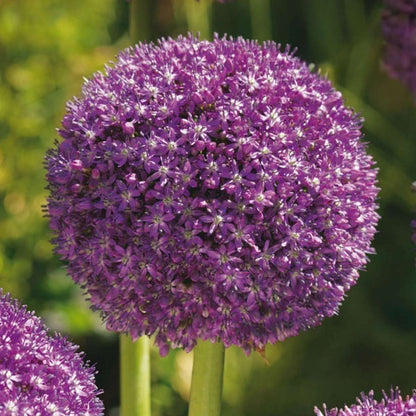 Ornamental onion - 6 pcs. - Allium 'Ambassador' - Flower Bulbs - Purple