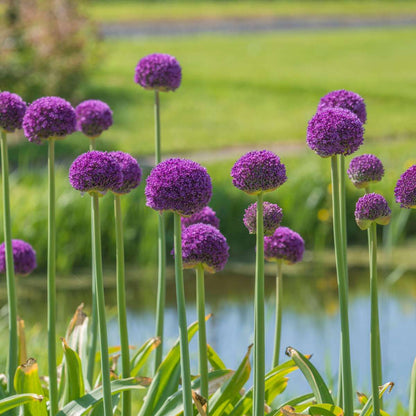 Ornamental onion - 6 pcs. - Allium 'Ambassador' - Flower Bulbs - Purple