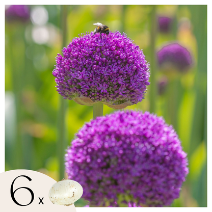 Ornamental onion - 6 pcs. - Allium 'Ambassador' - Flower Bulbs - Purple