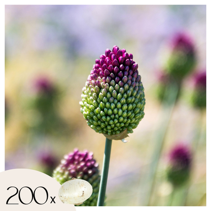 Ail - Set de 200 - Allium 'Sphaerocephalon' - Bulbes à fleurs - Violet