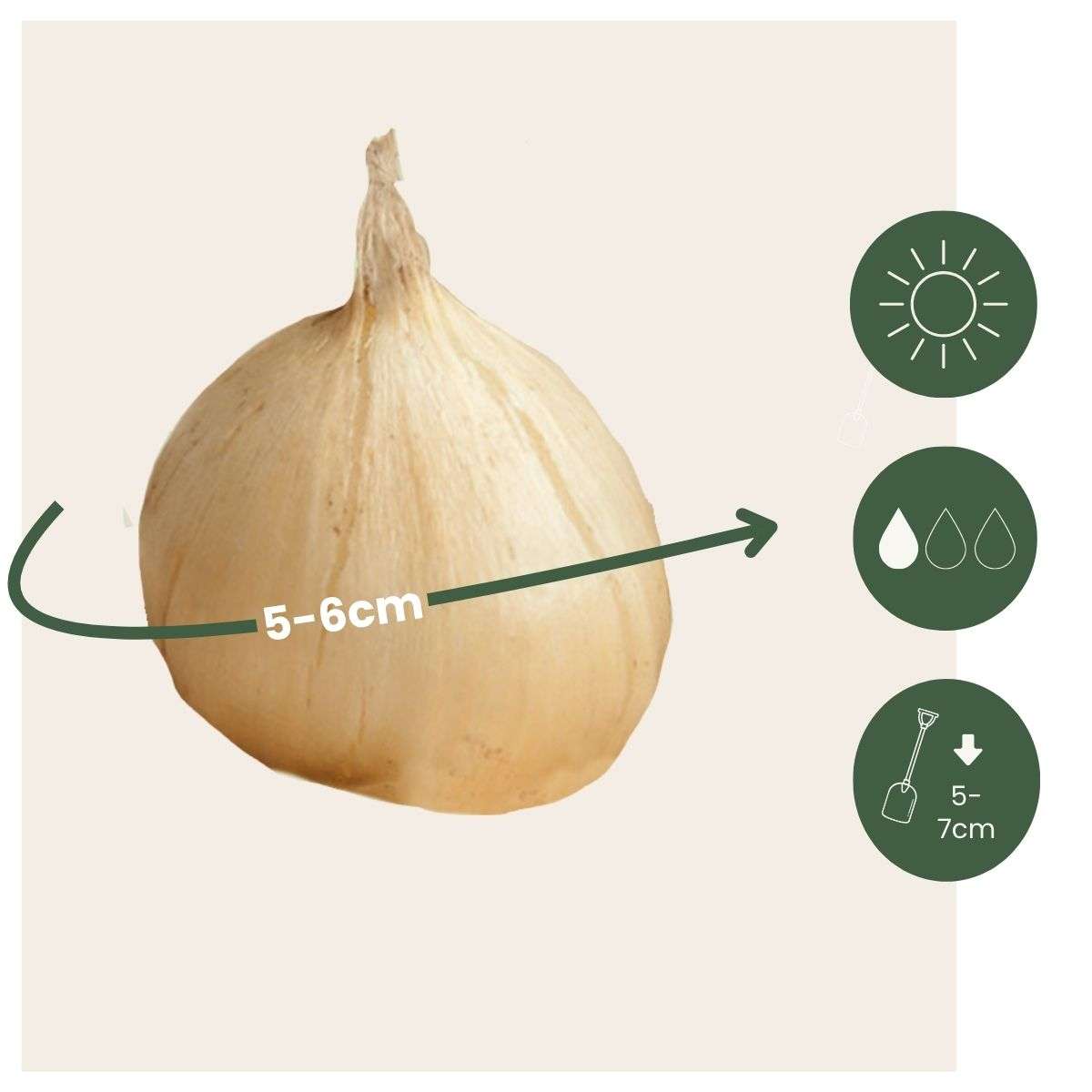 Ail - Set de 200 - Allium 'Sphaerocephalon' - Bulbes à fleurs - Violet