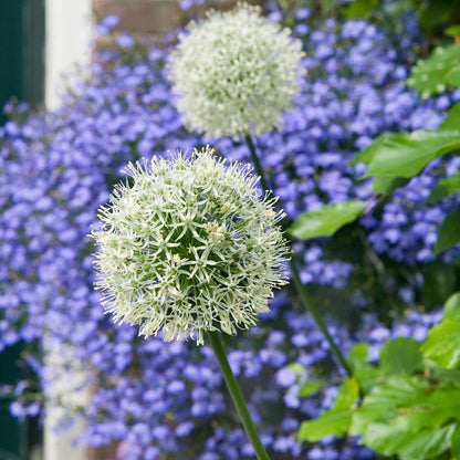 Ail - Set de 6 - Allium 'Mount Everest' - Bulbes à fleurs - Blanc - TD Plantz
