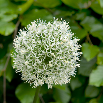 Ail - Set de 3 - Allium 'Mount Everest' - Bulbes à fleurs - Blanc